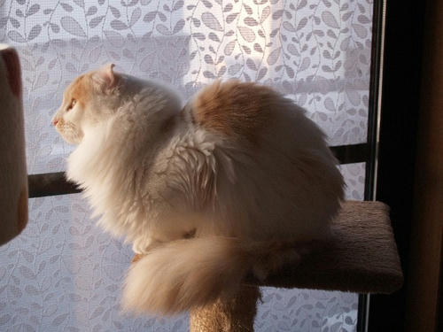 マホ