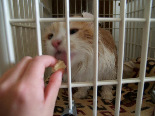 ハユ