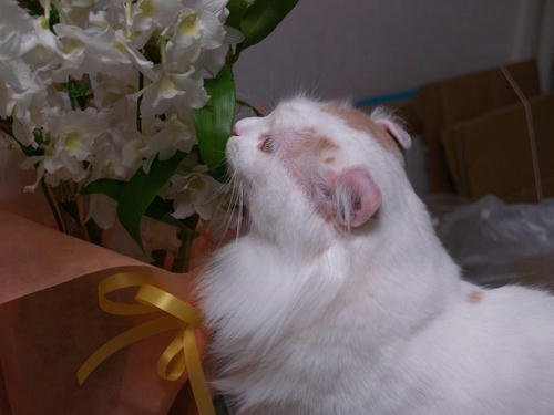ヒロ