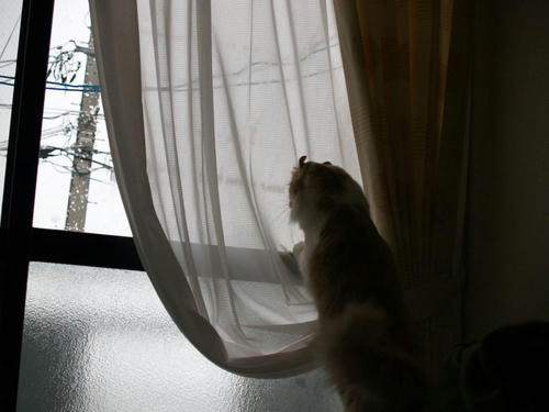 ハユ