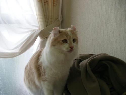ハユ