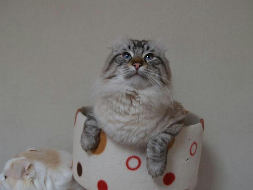 コテツ、サスケ