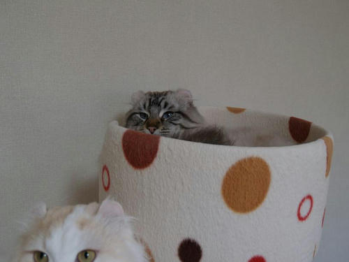 コテツ