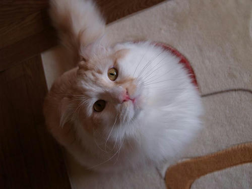 ユエ