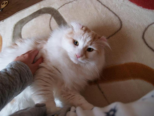ユエ