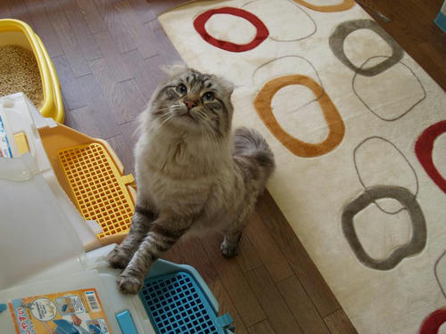 コテツ