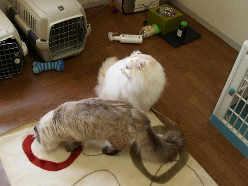 コテツ・サスケ