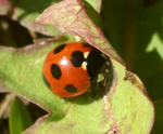 ladybug