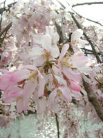 DSCF7467_s.JPG