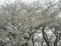 DSCF7469_s.JPG