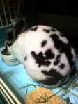 koharu31.jpg