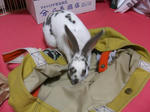 koharu81.jpg