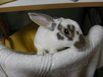 koharu094.JPG