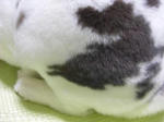 koharu102.JPG