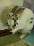 koharu103.JPG