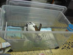 koharu110.JPG