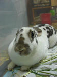 koharu111.JPG