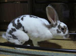 koharu116.JPG