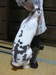 koharu117.JPG
