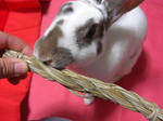 koharu122.jpg
