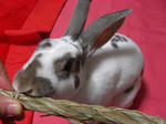 koharu123.jpg