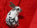 koharu126.jpg