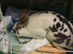 koharu133.jpg