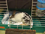 koharu132.jpg