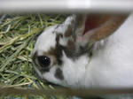 koharu157.jpg