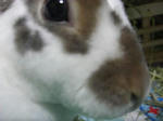 koharu170.jpg