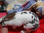 koharu192.jpg