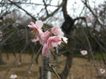 koharu190.jpg