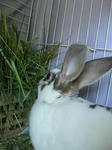 koharu199.jpg