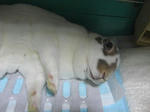 koharu301.jpg