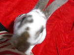 koharu310.jpg