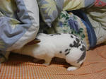 koharu321.jpg