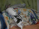 koharu322.jpg