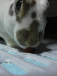 koharu444.jpg