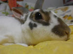 koharu454.jpg