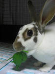koharu458.jpg