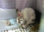 koharu463.jpg