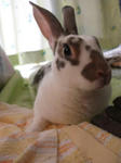 koharu468.jpg