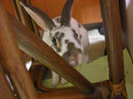 koharu480.jpg