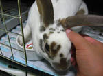 koharu488.jpg