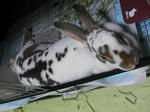 koharu491.jpg