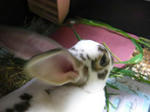 koharu499.jpg