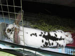 koharu504.jpg