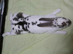 koharu526.jpg