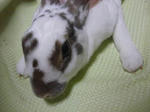 koharu528.jpg