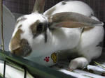 koharu562.jpg
